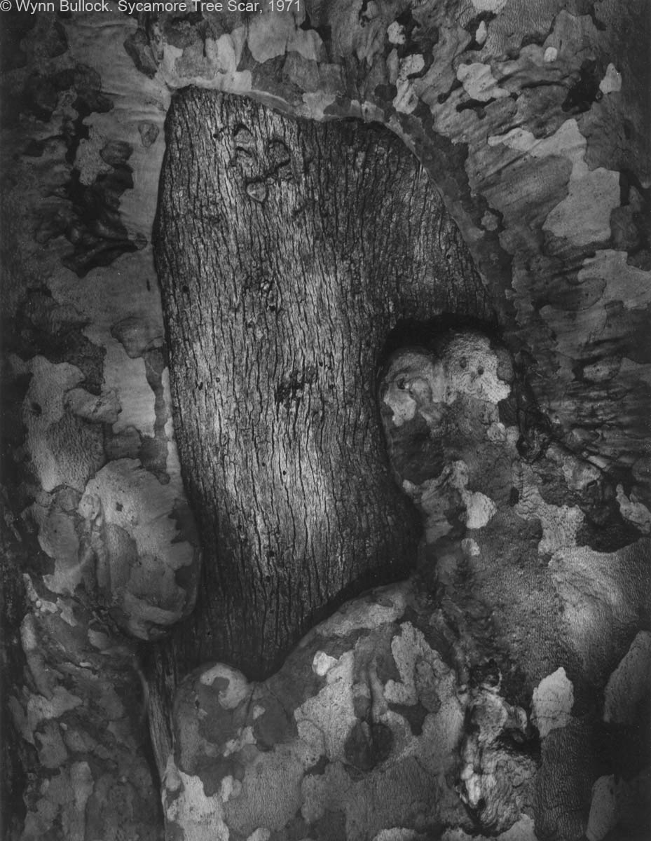 Wynn Bullock - Sycamore Tree Scar, 1971