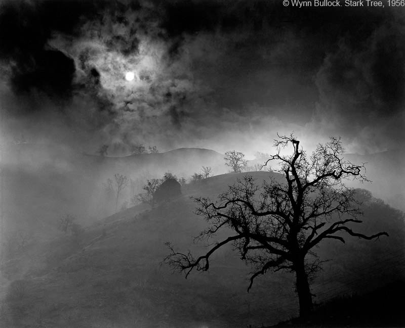 Wynn Bullock - Stark Tree, 1956