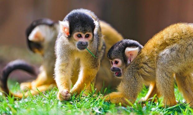 Squirrel monkeys in the grass