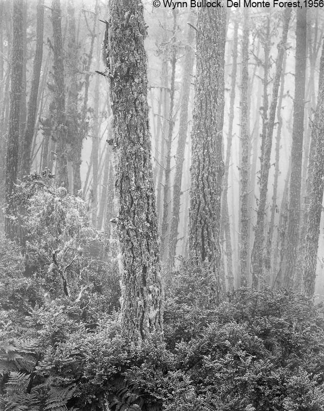 Wynn Bullock - Del Monte Forest, 1956