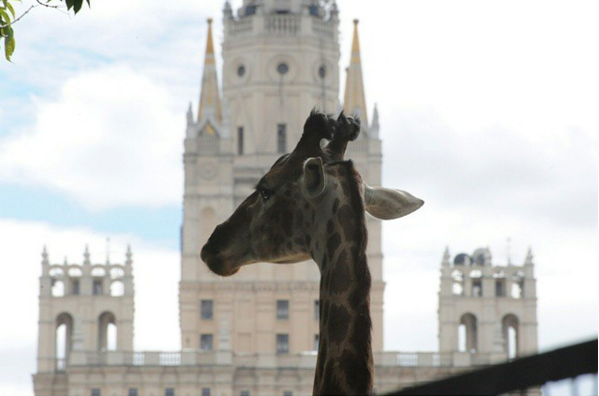 фото: moscow_zoo_official // instagram