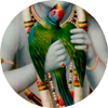 krishna-1.png